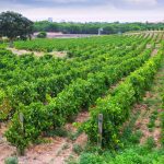 rural-landscape-with-vineyards-field (1)